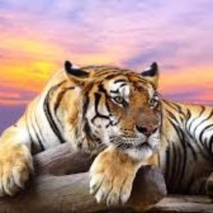 Meet your Posher, Tamia